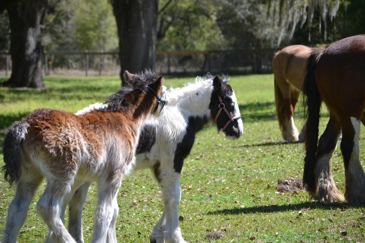 Floral City Rock Pointe Ranch Bed & Breakfast エクステリア 写真